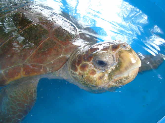 tartaruga