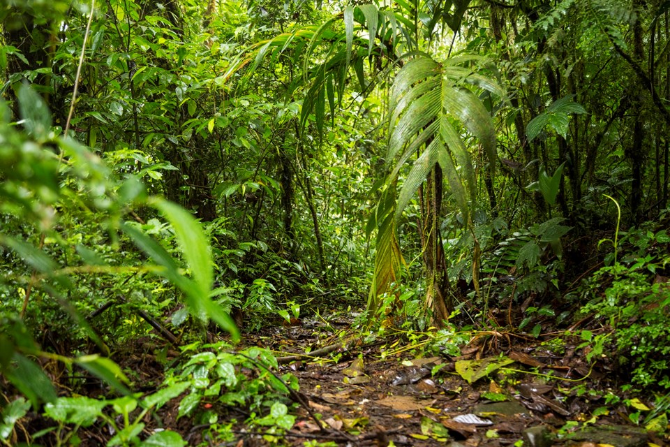 view-green-lush-rainforest-costa-rica